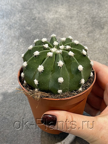 Эхинопсис Оксигона