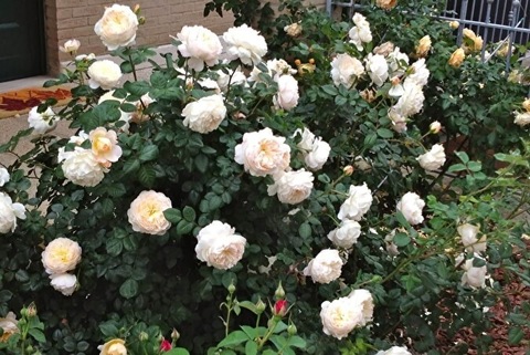 Крокус Роуз (Crocus Rose)