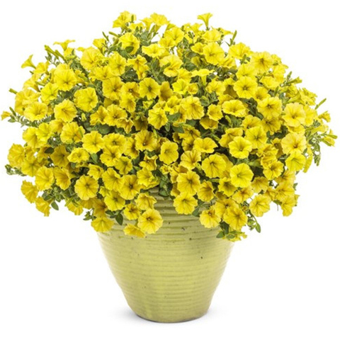 32179 Петуния MINI VISTA YELLOW  (ОСЕНЬ 2025)