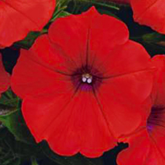 32206 Петуния LITTLETUNIA Bright Red (Весна 2026)