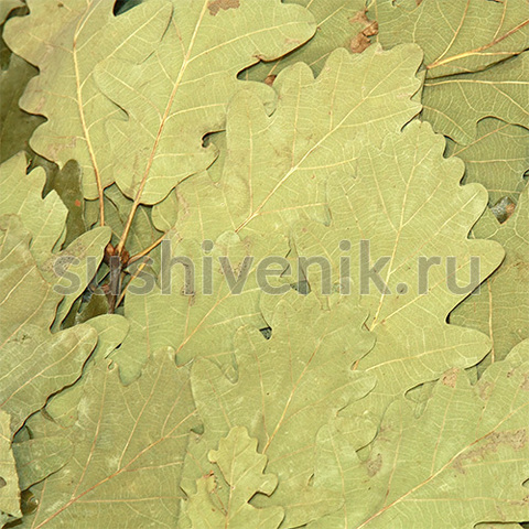 Дубовый веник - 9