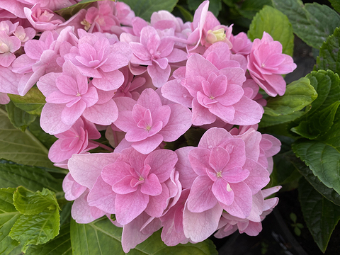 3х летняя Гортензия (горшок 10 литров) крупнолистовая ФЛОРЕНТИНА (Hydrangea macrophylla 