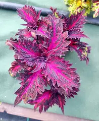Кураж ТМ колеус