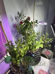 Контейнер Root Pot Air Белого цвета в ассортименте