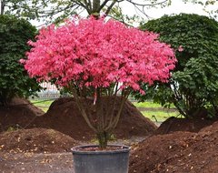 Teofrast Бересклет крупноцветковый grandiflorus RUBY WINE