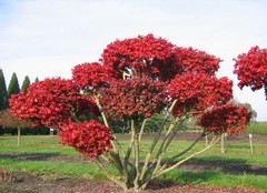 Teofrast Бересклет крупноцветковый grandiflorus RUBY WINE
