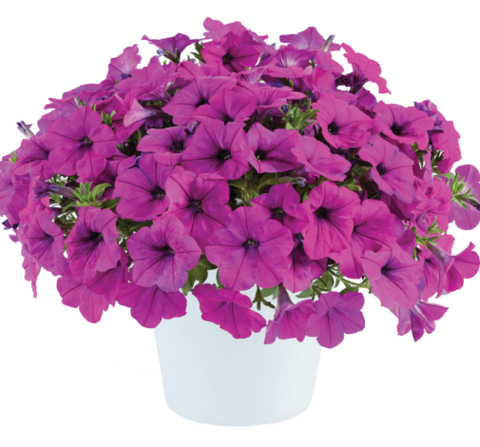 32230 Петуния CAPELLA Purple (Весна 2026)