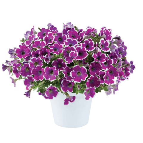 32220 Петуния HIPPY CHICK VIOLET (ОСЕНЬ 2025)