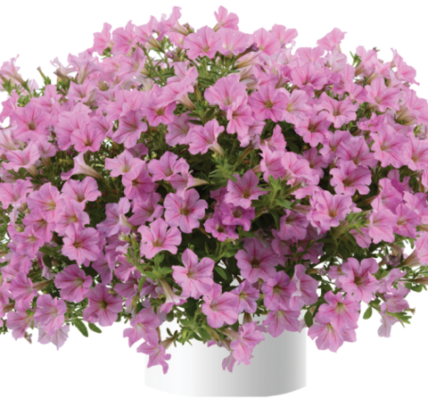 32245 Петуния LITTLETUNIA Pink (Весна 2026)