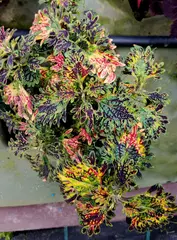 Galaxy СМП колеус