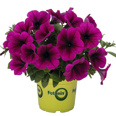 32304 Петуния Potunia Purple (Весна 2026)