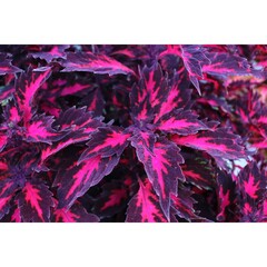 2105 Колеус STAINED GLASSWORKS ROYALTY (Весна 2026)