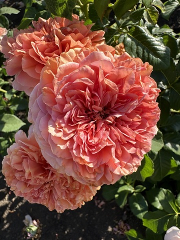 Белль д`Анжу(Belle d`Anjou)