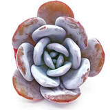 Суккулент Эхеверия Дрим Сноу