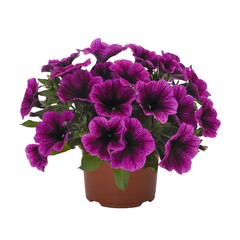 32285 Петуния Sweetunia Purple Gem (Весна 2026)