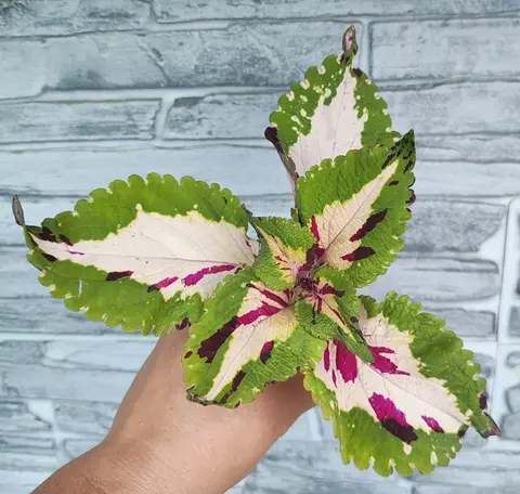 Кутюрье LO колеус