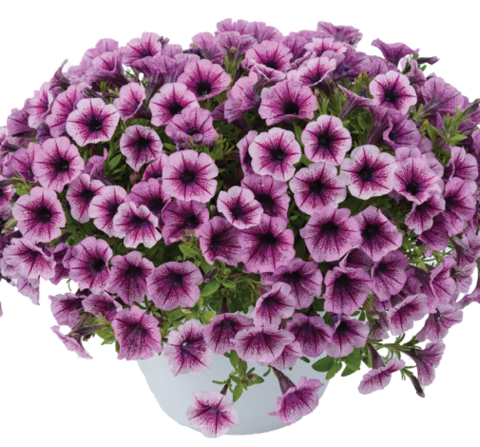 32247 Петуния LITTLETUNIA Pink Splash (Весна 2026)