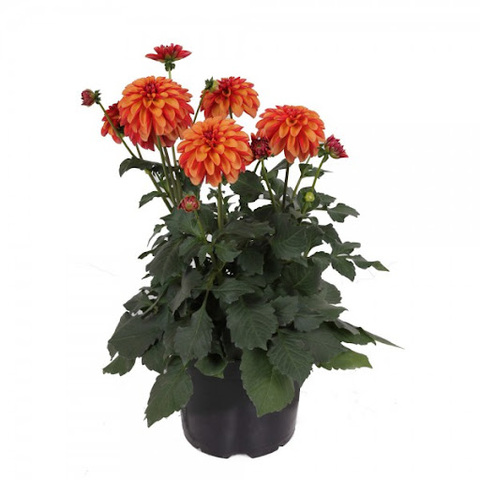 17159 Георгин LABELLA GRANDE FUN ORANGE BICOLOUR