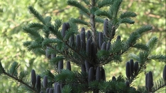 Teofrast Пихта бальзамическая Abies balsamea