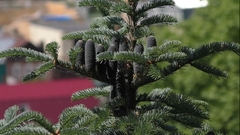 Teofrast Пихта бальзамическая Abies balsamea