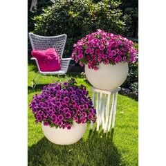 32285 Петуния Sweetunia Purple Gem (Весна 2026)