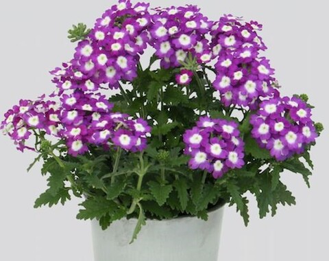 15126 Вербена BLU Dark Violet '21 (Весна 2026)