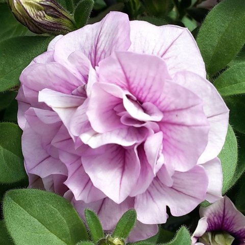 32138 Петуния SWEETSUNSHINE PINK PURPLE VEIN (ОСЕНЬ 2025)