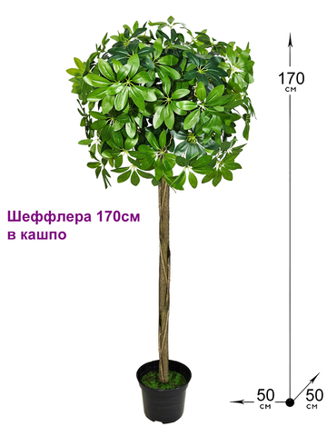 Шеффлера шар в горшке