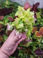 Ш 12 Зефирка Тай колеус