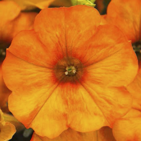 32343 Петуния BEAUTICAL Sunset Orange (Весна 2026)