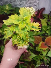 Ш 7 Глазурь Тай колеус