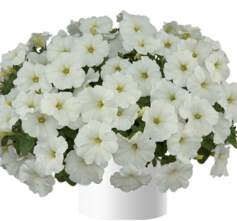 32259 Петуния RAY White (Весна 2026)