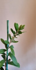 Teofrast Мелалука каллистемон melaleuca callistemon
