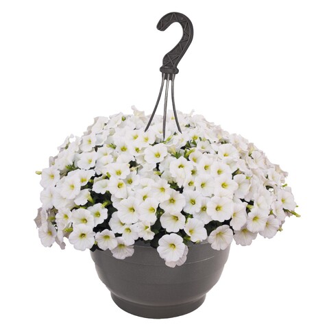 32287 Петуния Sweetunia White (Весна 2026)