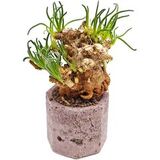 Суккулент Филлоболюс Возродившийся