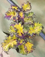 Emerald Gold Тай колеус