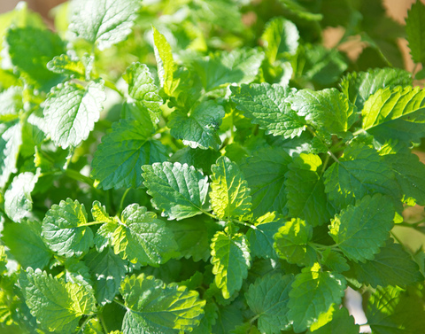 6301 Мелисса LEMON BALM (Весна 2026)