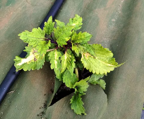 Peppermint колеус
