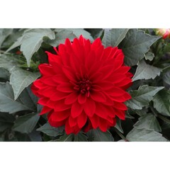 17185 Георгин HYPNOTICA RED