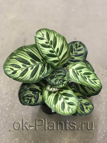 Калатея Макояна