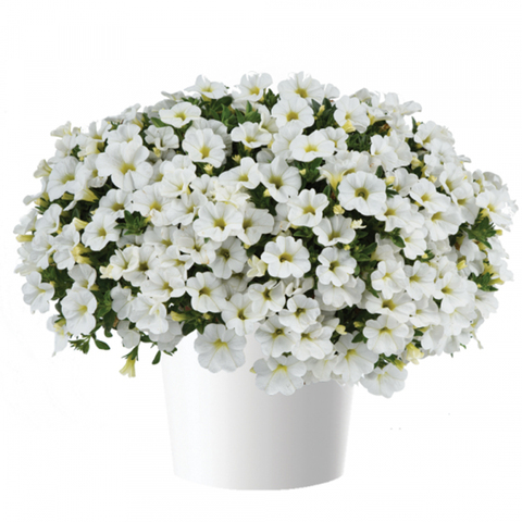 19131 Калибрахоа COLIBRI Pure White (Весна 2026)