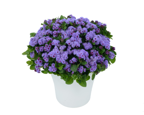 7404 Агератум AGUILERA Violet (Весна 2026)
