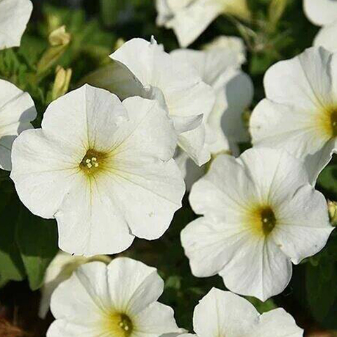 32345 Петуния BEAUTICAL Pearl White (Весна 2026)