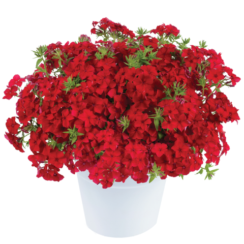 7520 Флокс PHLOXSTAR Red (Весна 2026)