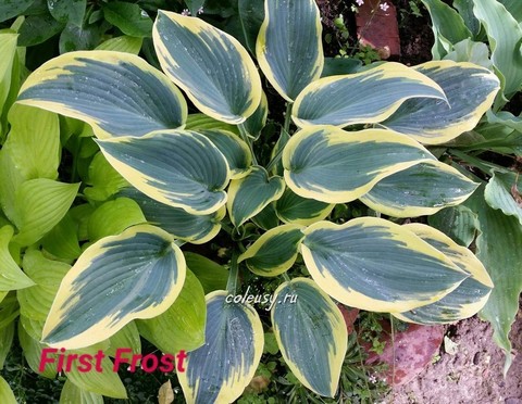 First Frost хоста
