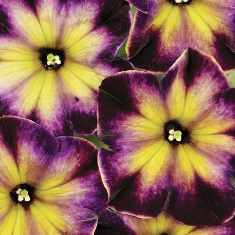 32354 Петуния CRAZYTUNIA Moonstruck (Весна 2026)