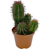 Молочай Цереусовидный (Euphorbia cereiformis)