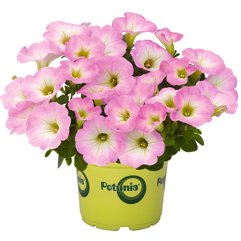 32308 Петуния POTUNIA PICCOLA PINK (ОСЕНЬ 2025)