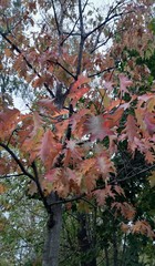 Teofrast Дуб красный Quercus rubra