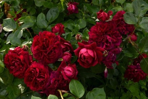 Хайгроув(Highgrove)